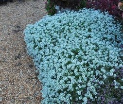 25 Teal Alyssum Seeds Carpet Flower Sweet Flowers Seed Flowers 272 US SELLER - £10.22 GBP