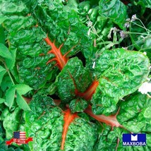 Nongmo 30 Ruby Red Swiss Chard Seeds Heirloom Garden Us Seller - £3.13 GBP