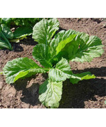 ADW 1000 Florida Broad Leaf Mustard Seeds Fresh Harvest Fast Growing - $18.26 CAD