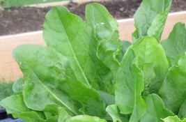 US Seller French Sorrel Seeds 400 Seeds New Fresh Seeds - £9.82 GBP