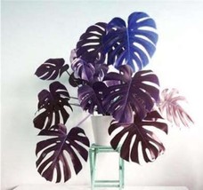New Fresh Palm Turtle Leaves Monstera Seed Outdoor Potted Plant Blue And... - $4.45