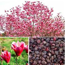 10pcs Magnolia, Magnolia Tree Flower,Perennial Plant,Garden Flowers_Tera... - £6.28 GBP