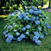 2 Nikko Blue Hydrangea plants image 2