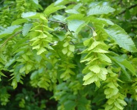 Carpinus Orientalis (Oriental Hornbeam) 10 seeds - £2.02 GBP