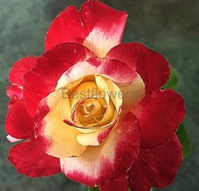 Red and Cream Rose - 8x10 Frramed Photograph - £19.98 GBP