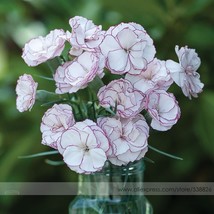 Hardy Dianthus Crimson Rim Carnation Flower Seeds Pack 50 Seeds Fragrant Flower  - $11.98