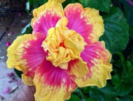 20 Pc Seeds Double Pink Yellow Hibiscus Flower, Hibiscus Seeds for Planting | RK - £15.15 GBP