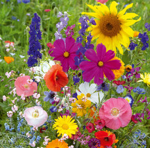 Wild Flower Seeds Mix / 1000 Seeds / Sunflower / Cosmos / Larkspur / Poppy / 6 - £4.77 GBP