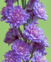 SL 200+ Highlander Blueberry Pie Delphinium Seeds For Garden - Usa - ! - $4.73