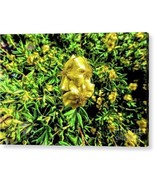 Acrylic Print &quot;Yellow Flower&quot; - £44.35 GBP+