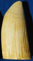 #6  Whale Tooth (IMITATION REPLICA)  Scrimshaw, Engraving - $12.82