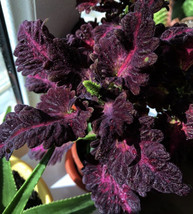 30 Black Coleus Dragon Seeds Flower Black Dragon Coleus Non Gmo Fresh 2023/Ts - £7.17 GBP