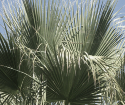 5 Pc Seeds Hardy California Fan Palm Washingtonia filifera Seeds for Planting RK - £15.18 GBP