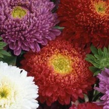 Powder Puff China Aster Mix Seeds US Fast Shipping - $137.89 MXN