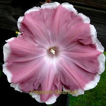 1 Pack 20 Seeds Morning Glory Chocolate Color Huge Flower #Nf227 Gardeni... - £8.70 GBP