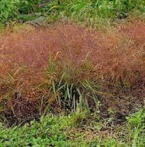 Grow 100 Ruby Silk Lovegras Ornamental Love Gras Eragrostis Tef Seeds - $9.11