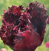 Labrador Fringed Tulip 8 Bulbs - 12/+ cm Bulbs - New - $41.99