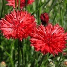 From Usa Cornflower Bachelor Button Tall Red Heirloom Flower Sun/Shade Non-GMO 4 - £3.18 GBP