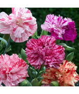 200 Pcs Double Picotee Mix Carnation Seeds for Garden - $10.99