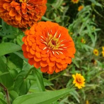 100 Orange King Zinnia Flower Seeds Fresh Seeds From US - £10.45 GBP