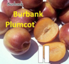 Burbank Plumcot, grafted 1 year old tree, 6-10 inches tall - £33.49 GBP