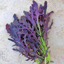 Fresh New Crimson Tide Mustard Salad Greens USA Seller - $16.52