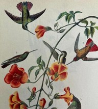Black Mango Hummingbird Bird 1946 Color Art Print John James Audubon DWV2G - £31.33 GBP