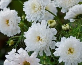 Cosmos Double Dutch White Flower 50 SeedsFrom US - £6.59 GBP