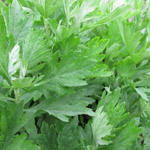 Mugwort Seeds 500+ Artemisia Vulgaris Medicinal Herb Heirloom   - £3.19 GBP