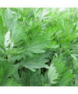Mugwort Seeds 500+ Artemisia Vulgaris Medicinal Herb Heirloom   - £3.14 GBP