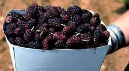 15 Mulberry Tree Bush Morus Rubra Red Berry Fruit Seeds - $19.45