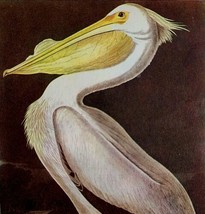 White Pelican 1950 Lithograph Bird Print Audubon Nature First Edition DW... - $29.99