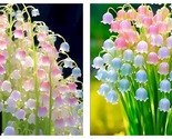 50 Seeds Colorful lily of the valley Convallaria majalis Flower Garden - £37.47 GBP