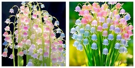 50 Seeds Colorful lily of the valley Convallaria majalis Flower Garden - $47.93