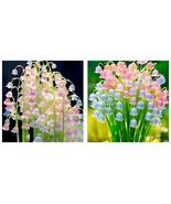 50 Seeds Colorful lily of the valley Convallaria majalis Flower Garden - £37.70 GBP