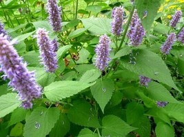 50 seeds Agastache Rugosa - Rare Organic Medicinal Herb Seed - £6.39 GBP