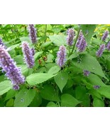 50 seeds Agastache Rugosa - Rare Organic Medicinal Herb Seed - $8.02