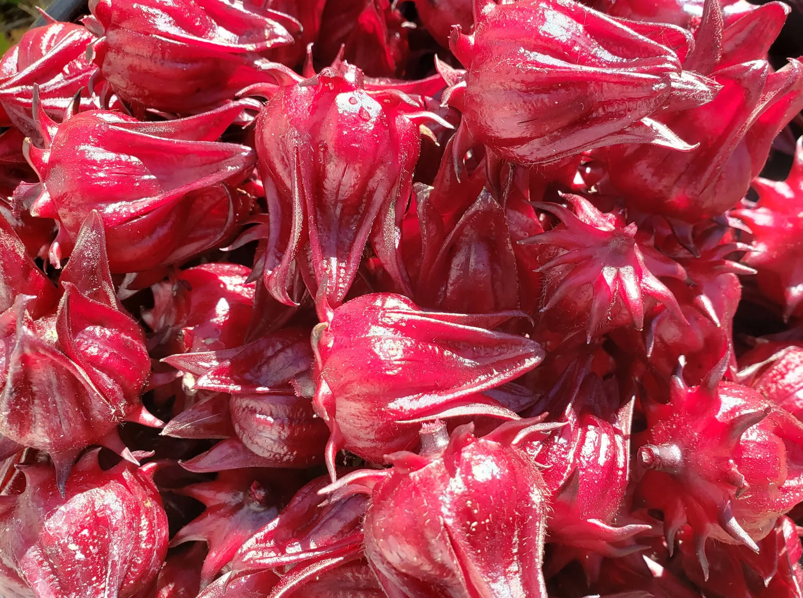 25 of Roselle Seeds Hibiscus Sabdariffa Jamaican Sorrel Hibiscus Tea Jelly - £2.29 GBP