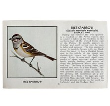 Tree Sparrow Bird Print 1931 Blue Book Birds Of America Antique Art PCBG13C - £15.65 GBP