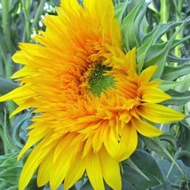 New Fresh Seeds Golden Cheer Sunflower Seeds 15 Seeds - $15.98