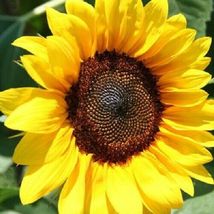25 ProCut Brilliance Sunflower Seeds #STL17 - £14.36 GBP