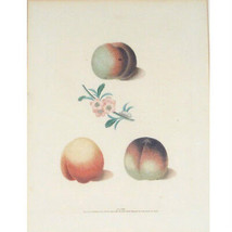 Plaque Xxxiii &quot; Peaches &quot; Par George Brookshaw De Pomona Britannica Gravure - £1,026.60 GBP