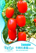 Milky Bright Red Oval Little Dwarf Tomato Seeds Pack 25 Seeds Tasty Sweet Juicy  - £16.12 GBP