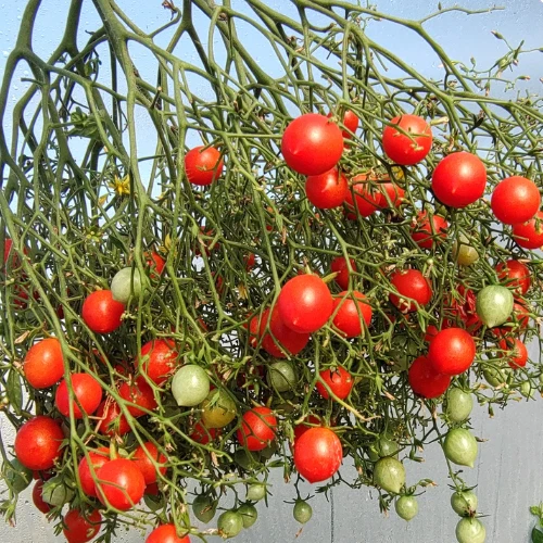 Red Centiflor Tomato Seeds 20 | Non-GMO | Deluxe Garden Fresh Tomato seeds - $8.04