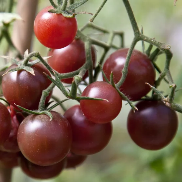 Chocolate Cherry Tomato Seeds Fancy Rich Tangy Flavor Beautiful Garden - £6.27 GBP