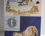 1978 Walt Disney&#39;s Fun &amp; Facts Flashcard DFF12-7: Sponges - $2.00