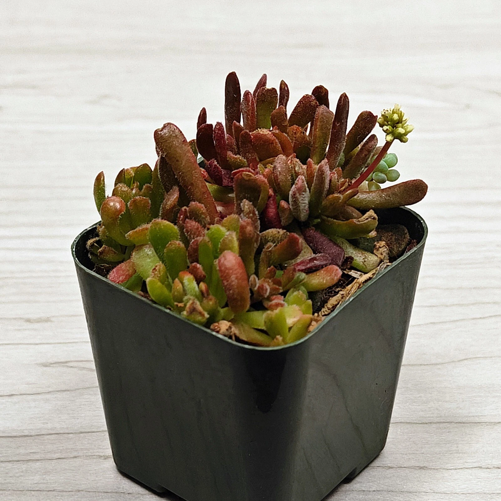 Succulent Plant - Crassula Pubescens : Jersey Pigmyweed - Live Plants In... - $15.50