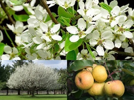 Variety Size Chinese Pear Ussurian Pear Pyrus ussuriensis Tree Seeds Fast Edible - £13.50 GBP+