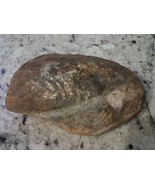 Mussel Fossil 33Mil to 550Mil Yrs large 6 1/2&quot;L x 4&quot;W x 2&quot; thick California - $135.82 CAD