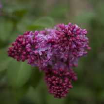 Asclepias purpurascens Purple Milkweed - 30 Seeds - $8.65